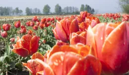Gdańsk rozdaje cebulki tulipanów i krokusów