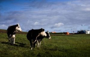Co ma wspólnego sektor ICT z krowami? MuuMap - mleczny system z Gdańska