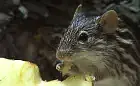 Berberyjskie myszy w gdańskim ZOO