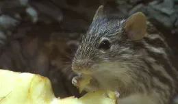 Berberyjskie myszy w gdańskim ZOO