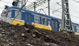 PKP wycina setki drzew wzdłuż torów kolejowych w Trójmieście