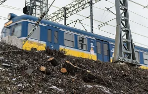 PKP wycina setki drzew wzdłuż torów kolejowych w Trójmieście