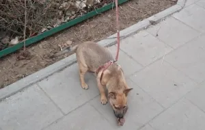 Strażnicy uratowali psa porzuconego na Zaspie