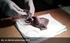Pierwszy pelikan odchowany przez pracowników ZOO