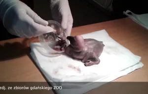 Pierwszy pelikan odchowany przez pracowników ZOO