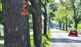 Gdynia: wytną drzewa przy płk. Dąbka. Dla bezpieczeństwa
