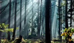 Spotkanie ws. wycinki drzew w trójmiejskich lasach