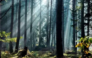 Spotkanie ws. wycinki drzew w trójmiejskich lasach