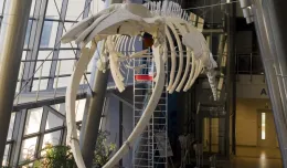 17-metrowy szkielet finwala atrakcją gmachu biologii UG