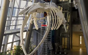 17-metrowy szkielet finwala atrakcją gmachu biologii UG