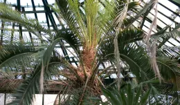 Palma w Parku Oliwskim doczeka się większej rotundy