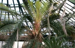 Palma w Parku Oliwskim doczeka się większej rotundy