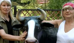 Naucz się doić krowę w oliwskim zoo