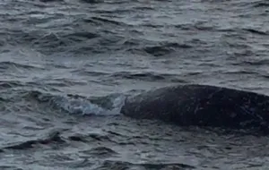 Uwolniono wieloryba, który zaplątał się w sieci na Westerplatte