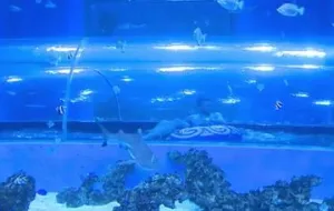 Pod Trójmiastem powstał park wodny z rekinami