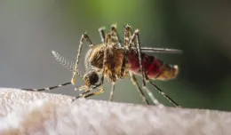 Jak odstraszyć komary i zmniejszyć ból po ukąszeniu?