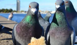 Czy straż miejska powinna karać za dokarmianie gołębi?