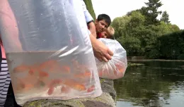 Nowe ryby w starym stawie w parku Oliwskim