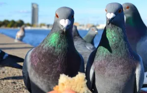 Czy straż miejska powinna karać za dokarmianie gołębi?