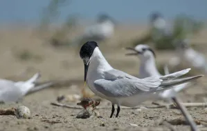 Rekordowe obrączkowanie ptaków na Mewiej Łasze