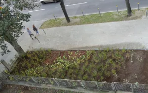 Mieszkańcy zmienili dziki parking w miejski ogródek
