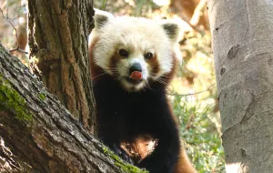 Pierwsza panda mała w historii gdańskiego zoo
