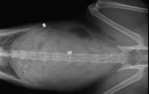 Postrzelony kot przeżył, ale ma śrut koło kręgosłupa