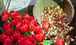 Darmowe cebulki kwiatów dla gdańszczan