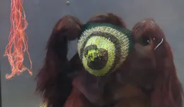 Zrobiły na drutach berety dla orangutana
