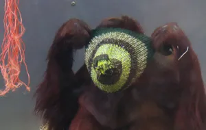 Zrobiły na drutach berety dla orangutana