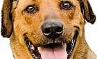 Pies uciekł ze schroniska, miłośnicy zwierząt dają 1000 zł za jego odnalezienie