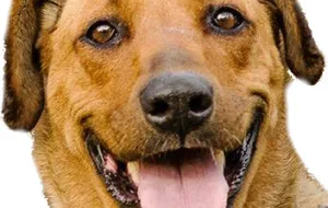 Pies uciekł ze schroniska, miłośnicy zwierząt dają 1000 zł za jego odnalezienie