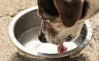 Kradzież na "wodę dla psa"