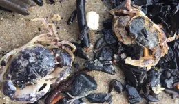 Sztorm wyrzucił kraby na gdyńską plażę