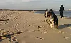 Sopot: zaskarżony zapis o zakazie wprowadzania psów na plażę