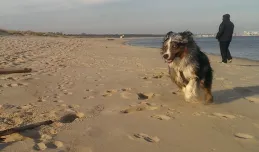 Sopot: zaskarżony zapis o zakazie wprowadzania psów na plażę