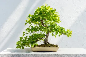 Bonsai - orientalna sztuka, którą kochają bogacze