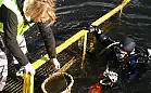 Gdynia: nurkowie czyścili Bałtyk