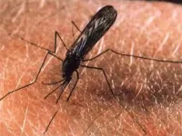 Drapieżne komary