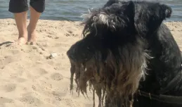 Na plażę z psami jeszcze przez trzy tygodnie