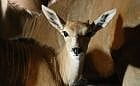 Zoo: dwa małe elandy, wkrótce kolejne porody