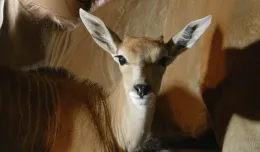 Zoo: dwa małe elandy, wkrótce kolejne porody