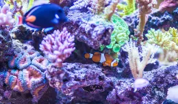 Nowoczesne akwaria - egzotyczne, podwodne światy