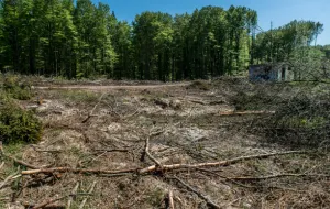 Wyciął kilkaset drzew w ramach 'sprzątania' po jednostce wojskowej