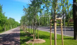 W Gdyni sadzą nowe drzewa przed wycięciem starych