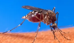 Niespotykana liczba komarów w Trójmieście