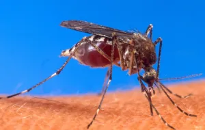 Niespotykana liczba komarów w Trójmieście