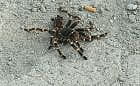 Egzotyczny pająk znaleziony na Morenie