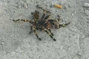 Egzotyczny pająk znaleziony na Morenie