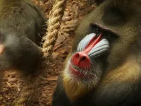 Afrykańskie mandryle w nowym pawilonie w zoo